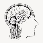 Human head anatomy collage element